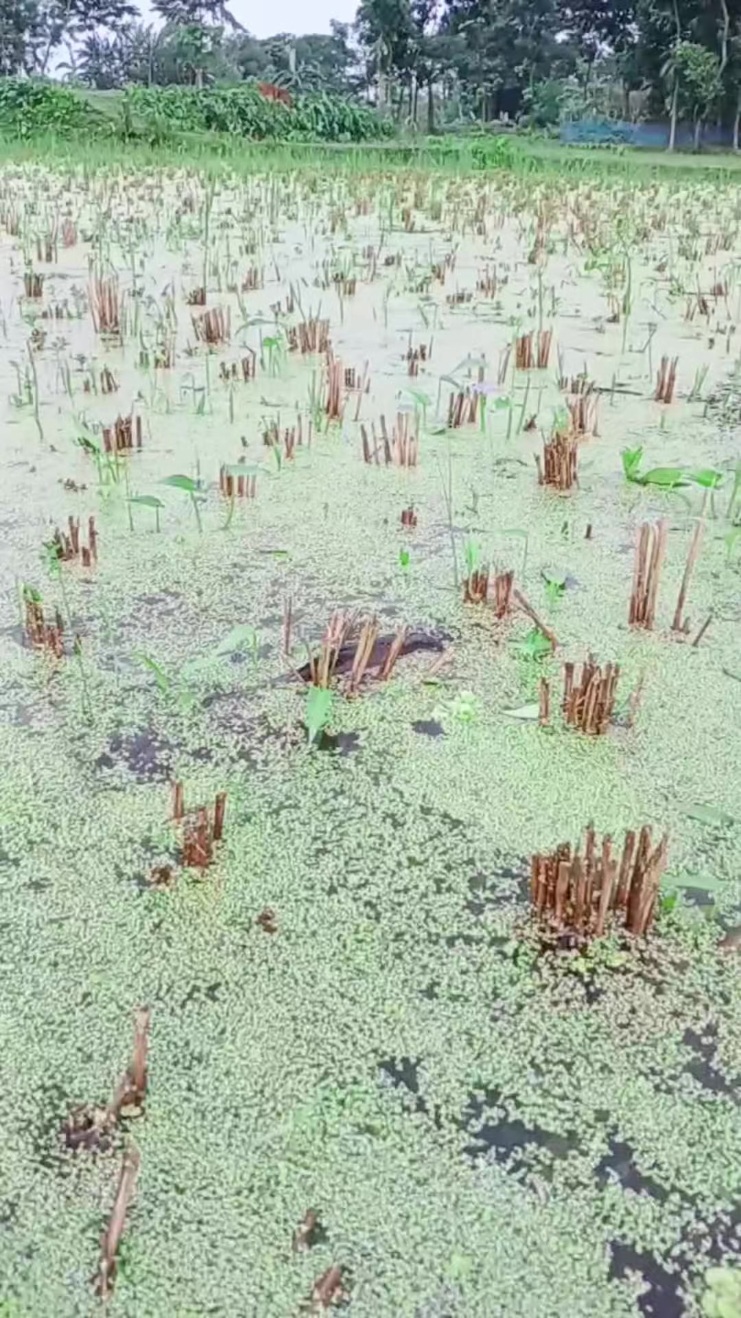 @সুজন মিয়া