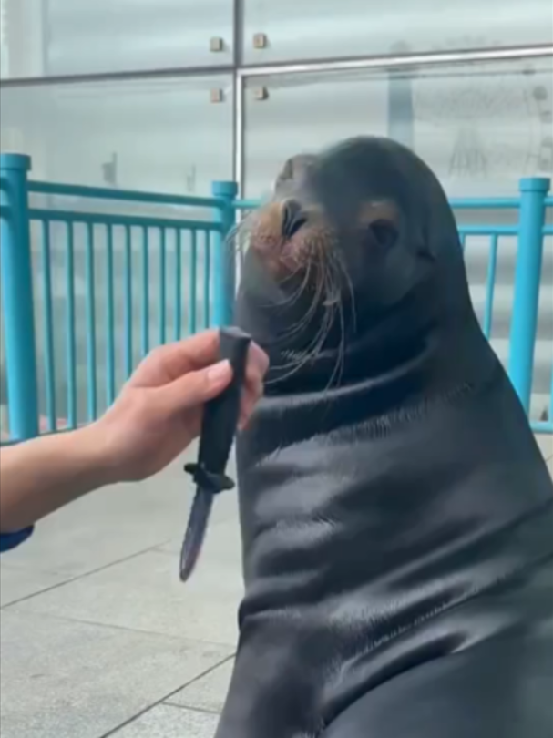 @Mundo dos Animais