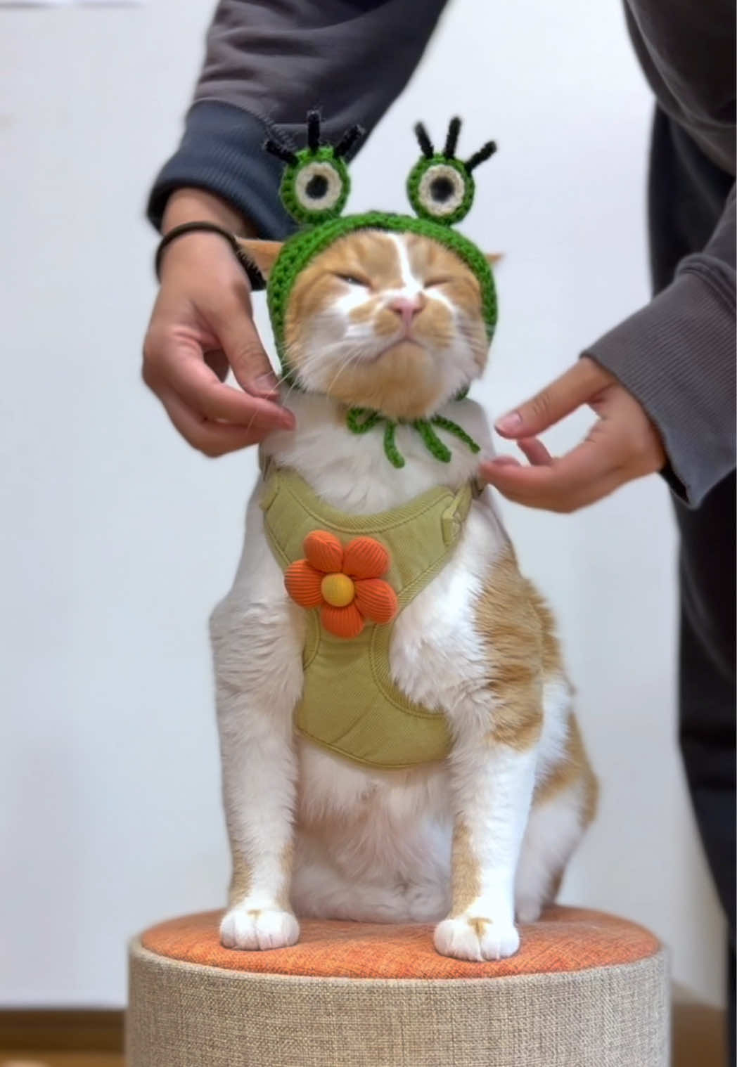@お散歩大好きもんぶらん🐈