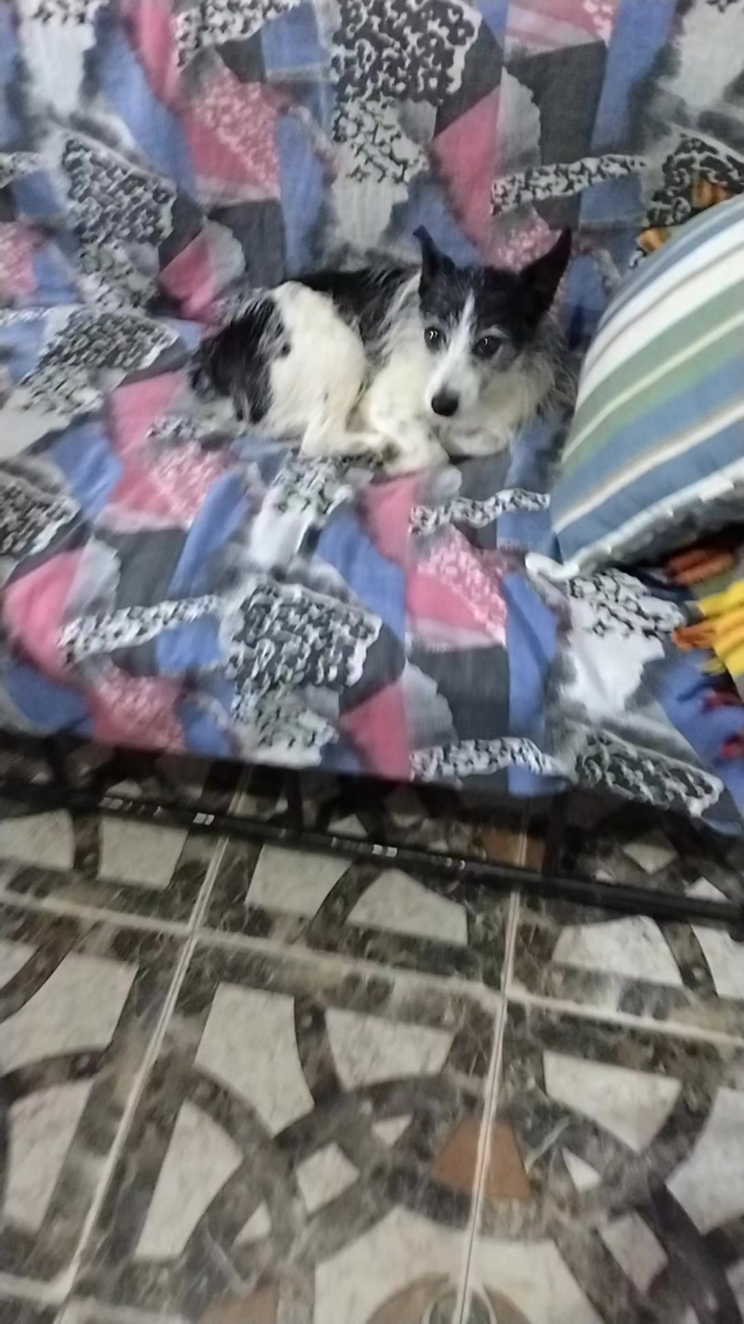 @li@PelusinyNeron🐾