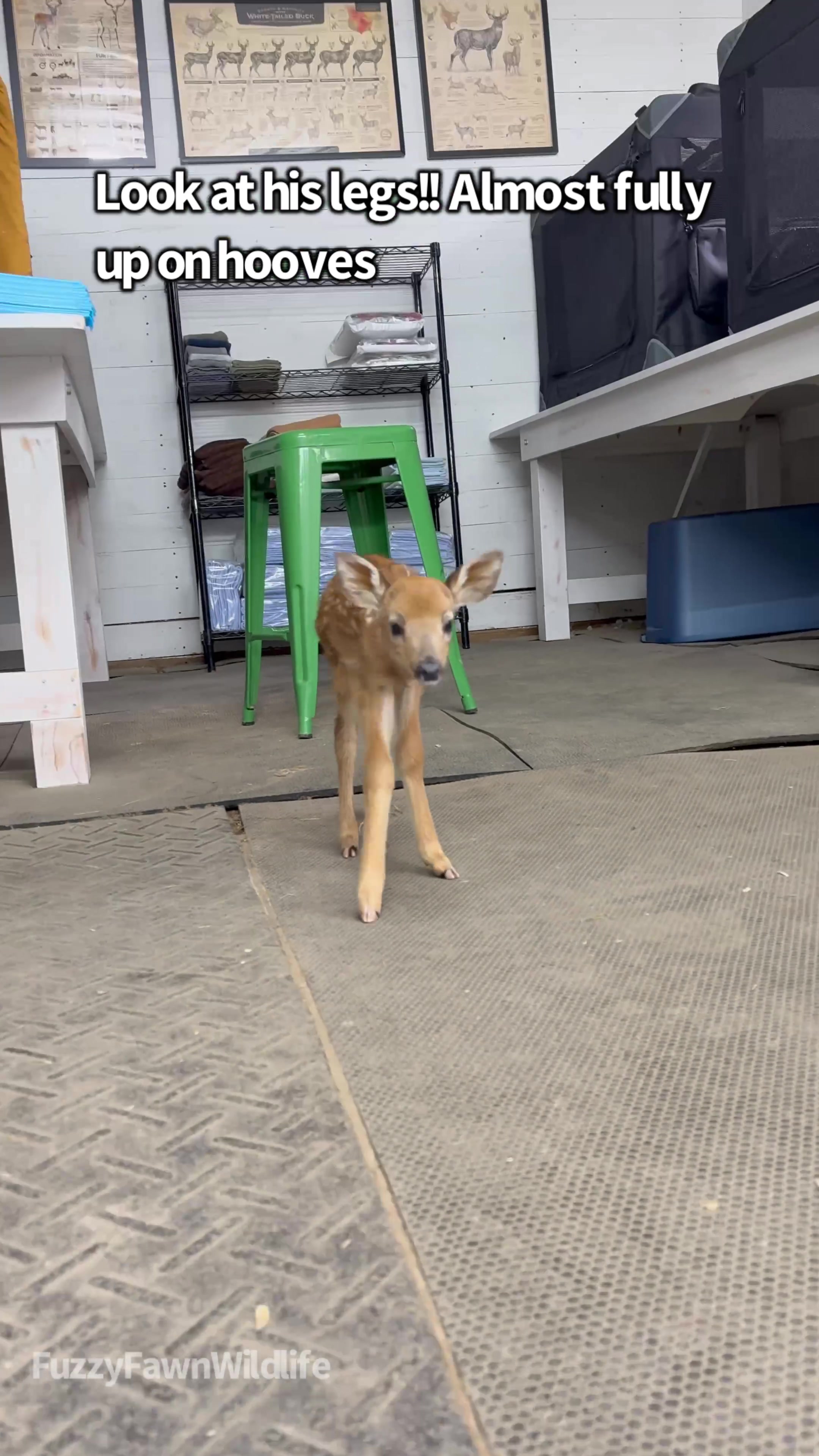 @Fuzzy Fawn Wildlife