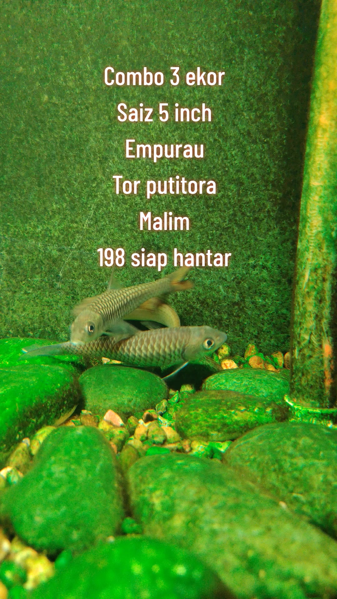 @Din_BB Aquatic