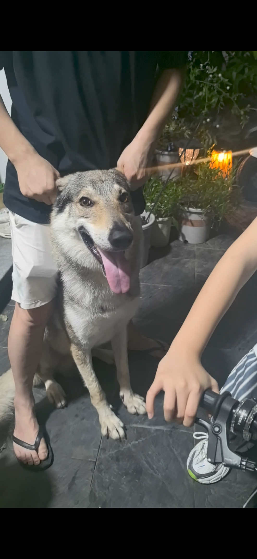 @Life With Echo 🐺