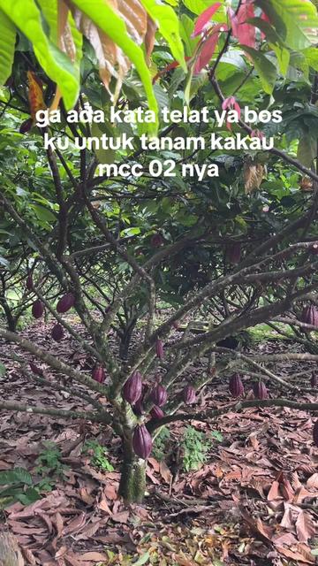 @agro lestari jaya 2