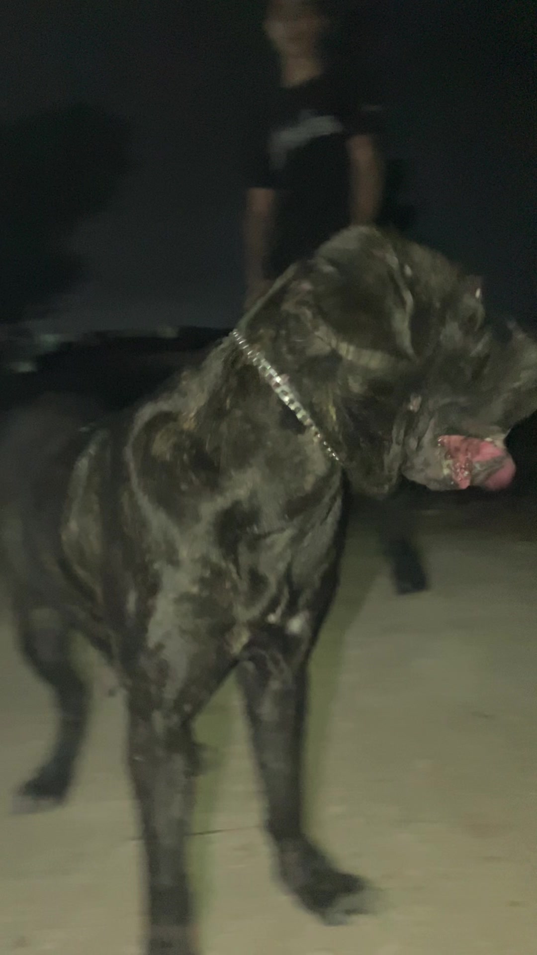 @canicorsoftmalinois
