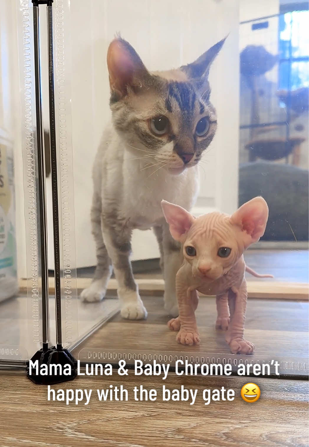@Boba’s Buds Minskin Cats