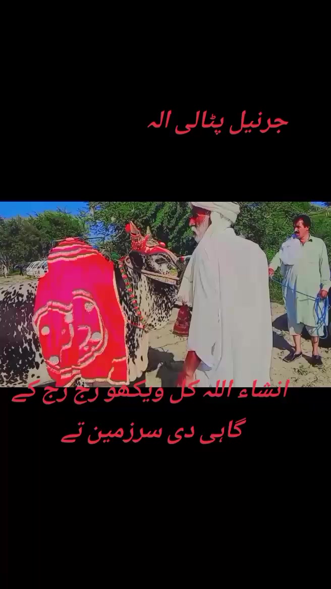 @jamshaid7499