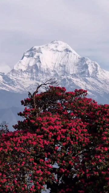 @अनिता लामा