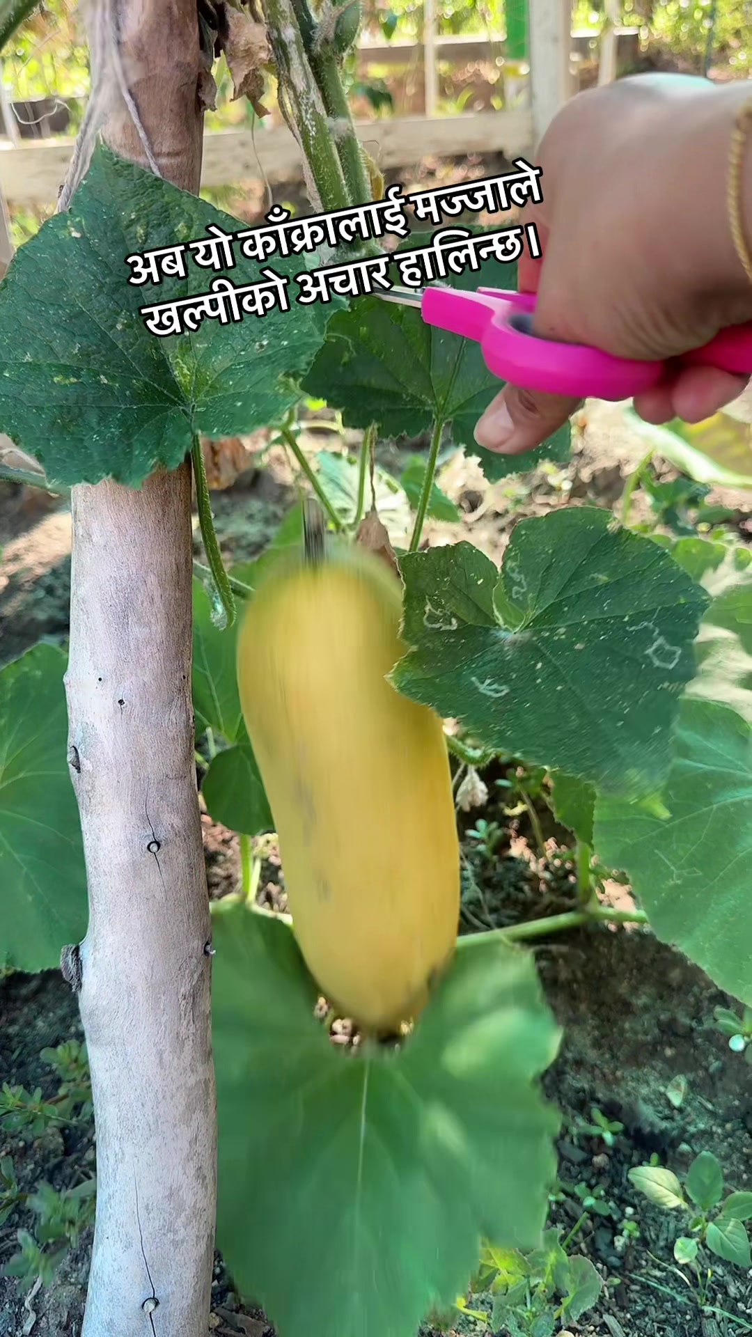@sangitadc333