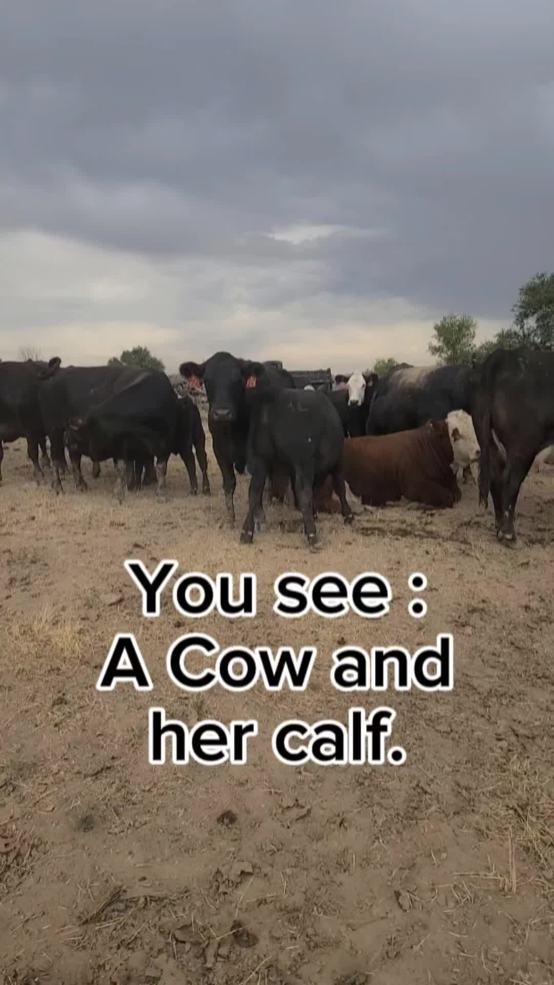 @ARanchersWife