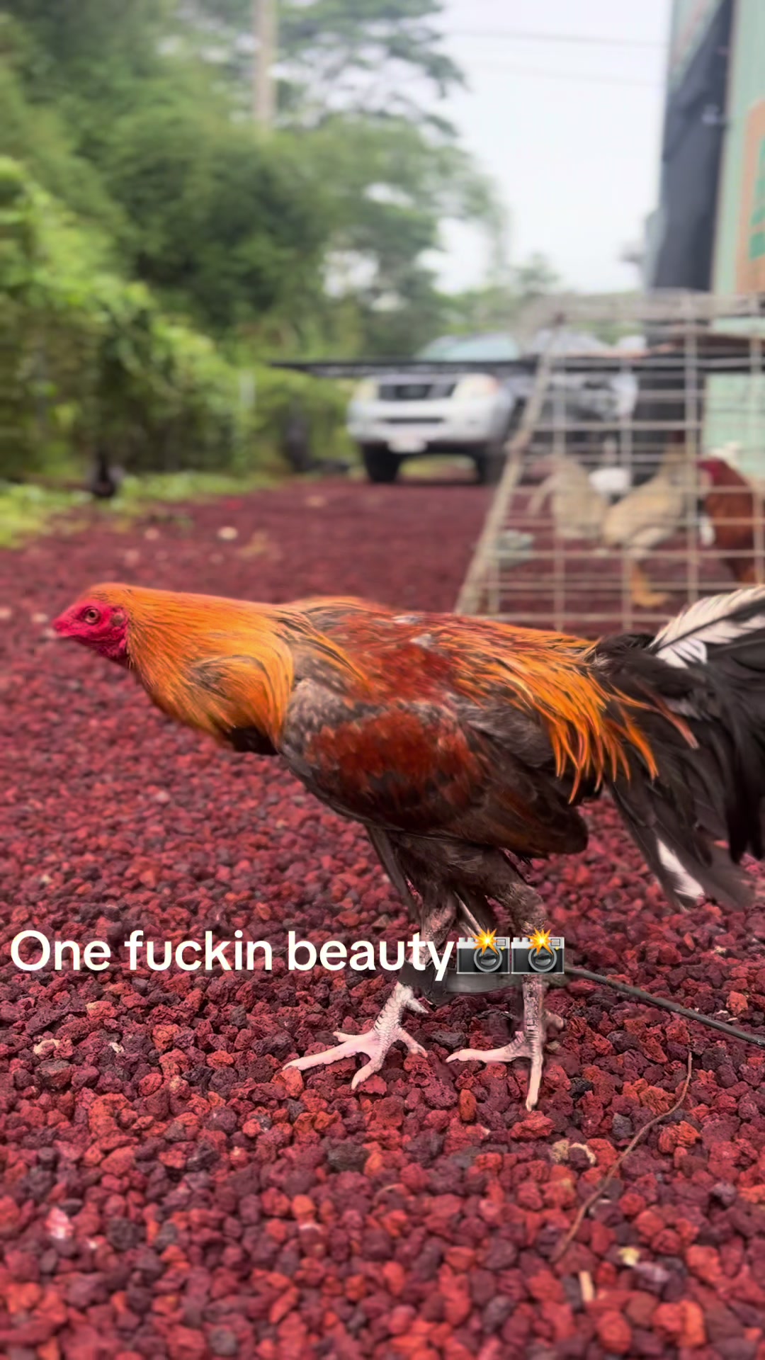 @ltowngamefowl