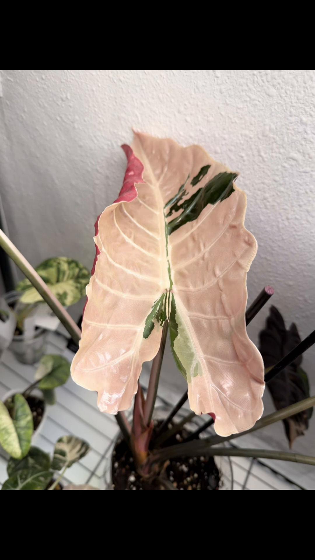 @Moon Root Magic Plant House