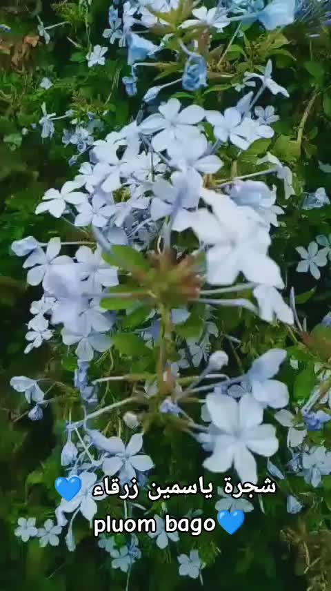 @P&eacute;pini&egrave;re ORIF Laghouat