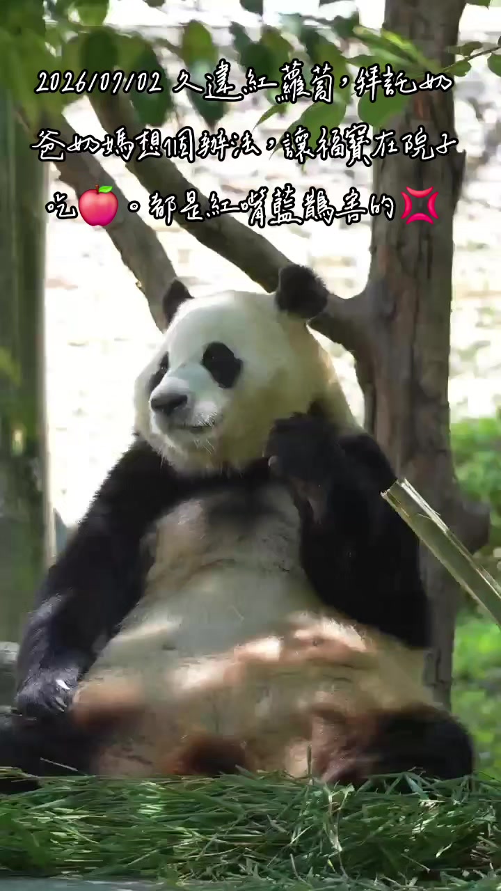 @福寶需要愛的抱抱