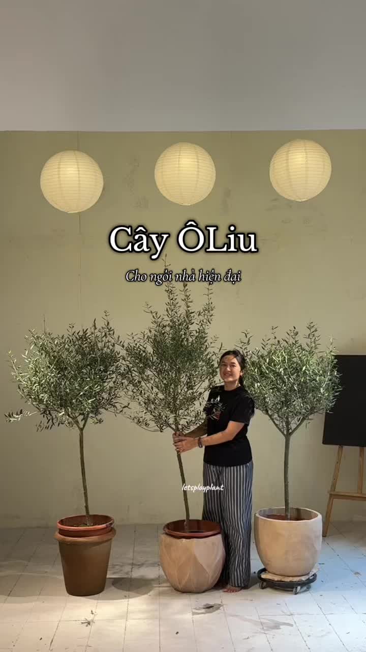 @Tú Nhi - Let's play plant