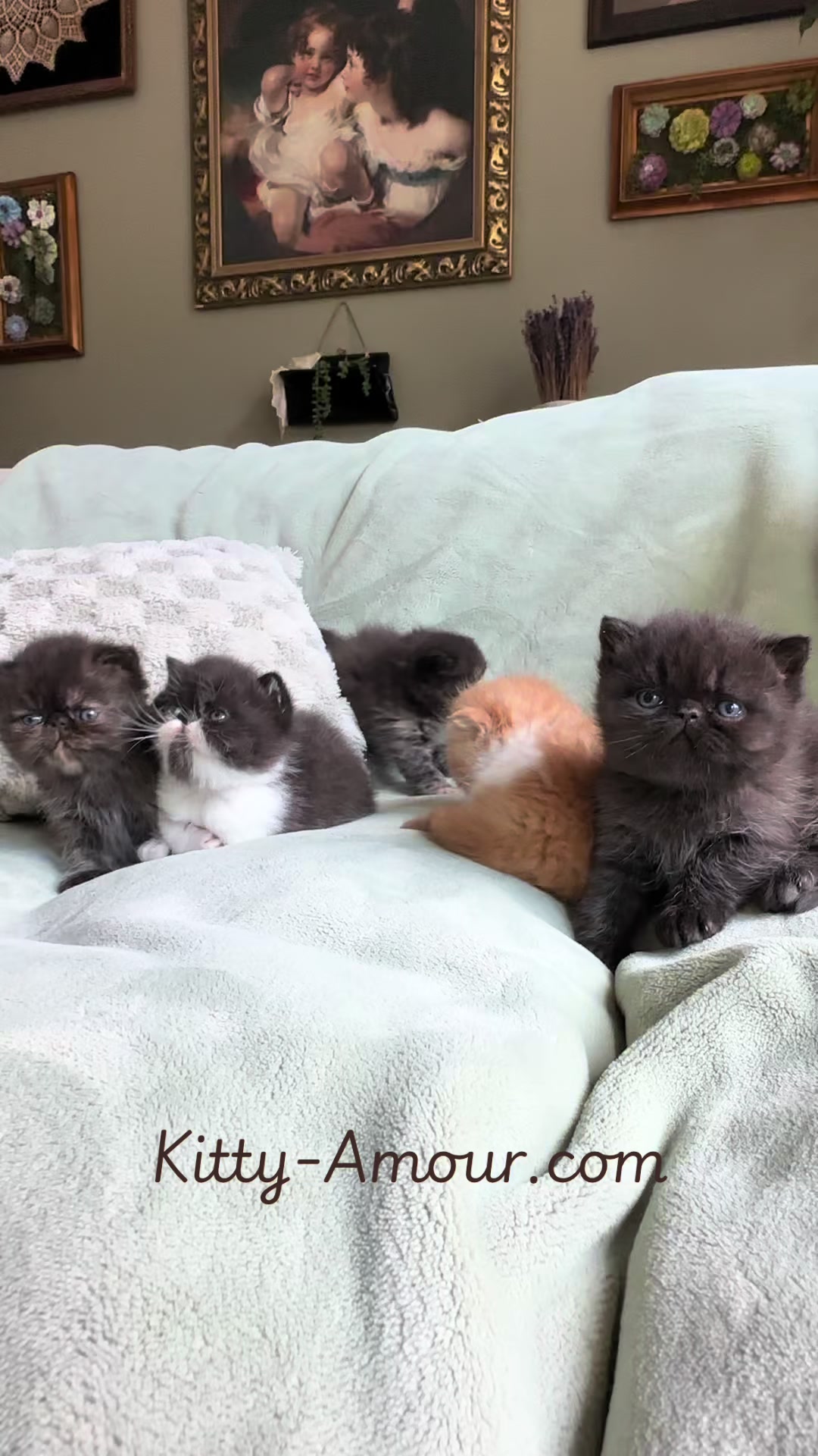 @KittyAmourCattery