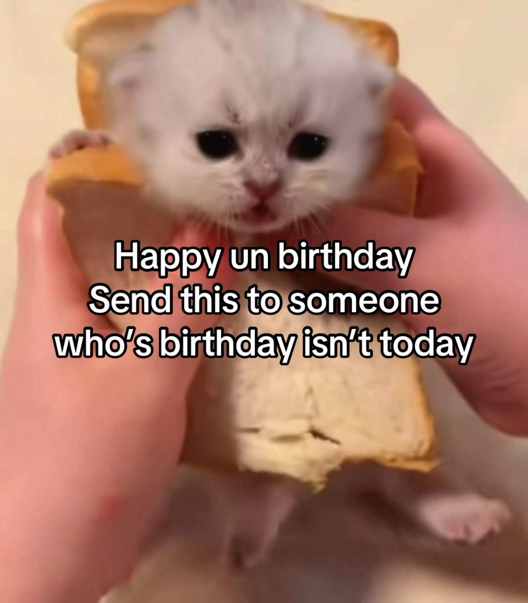 @LavanderCat