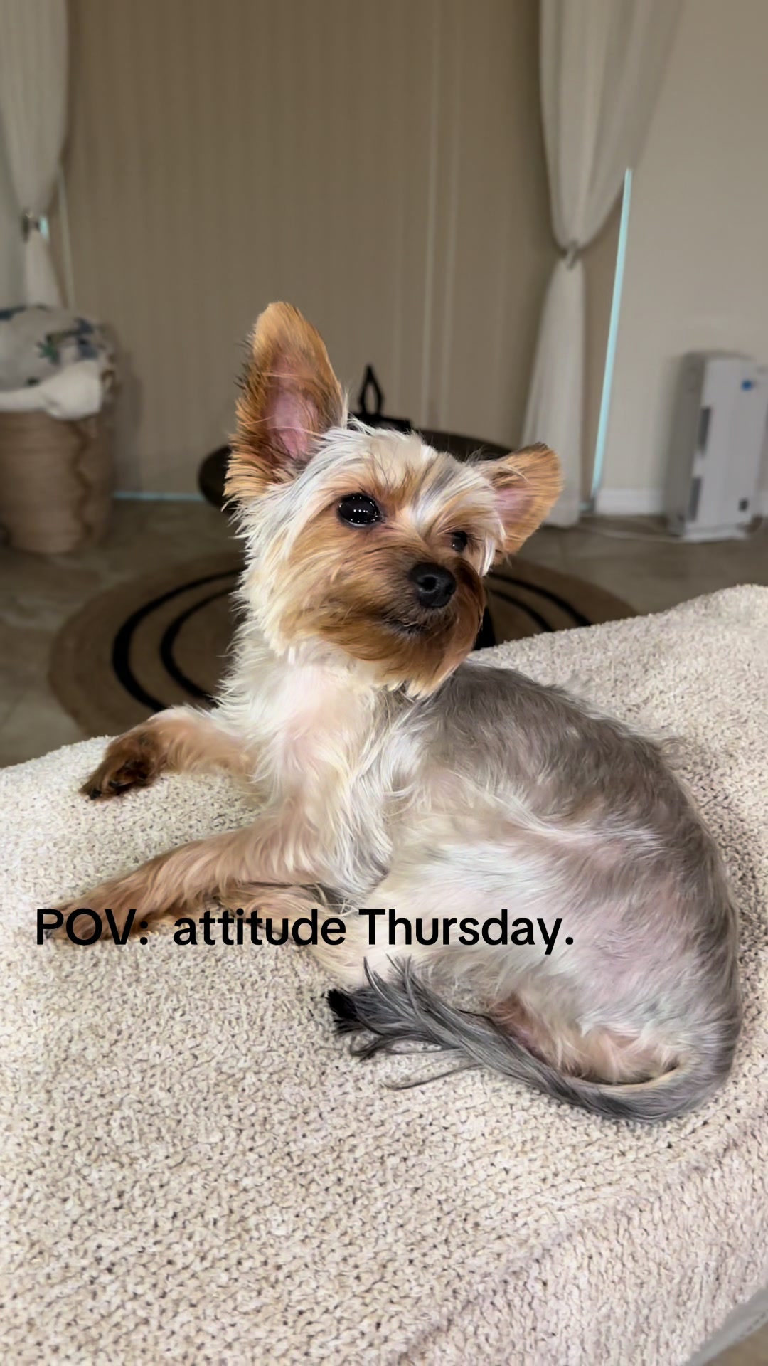@Penny the Yorkie