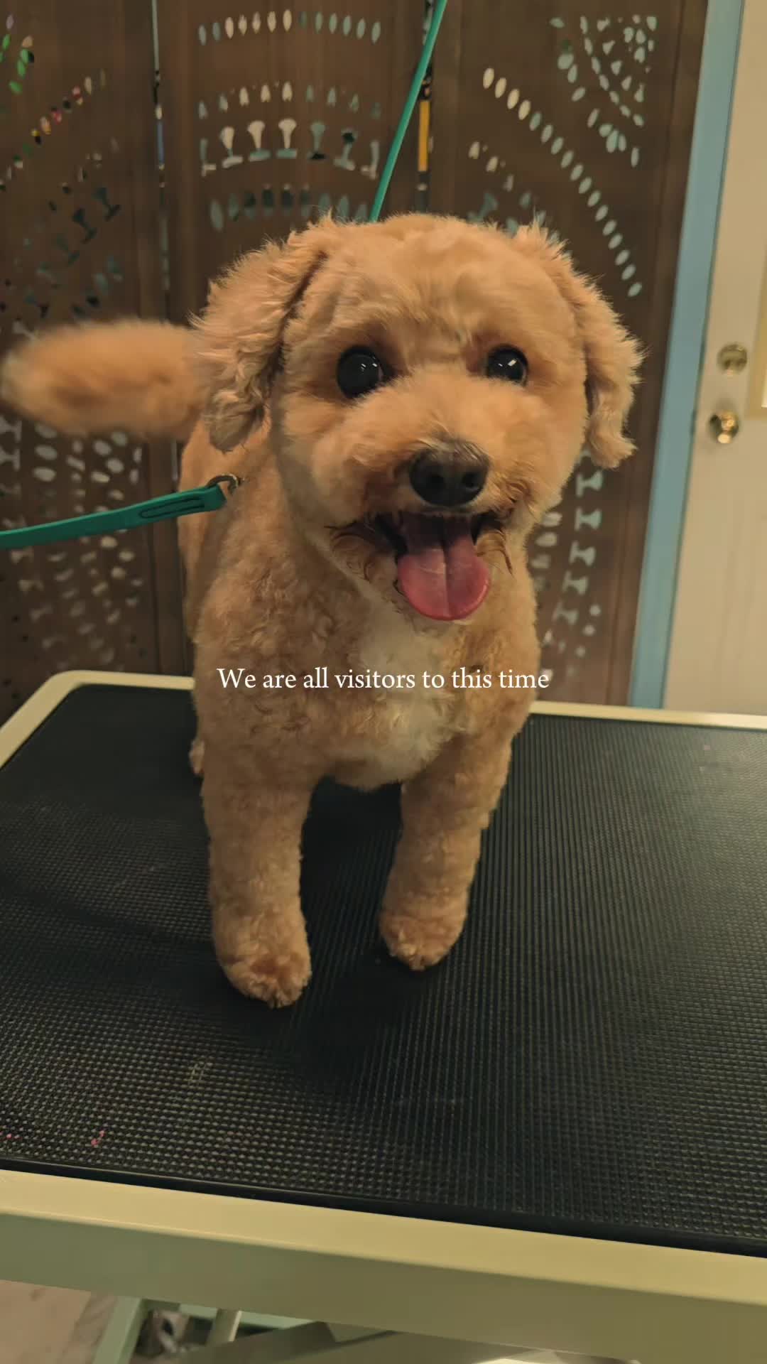 @Fairy Tails Grooming