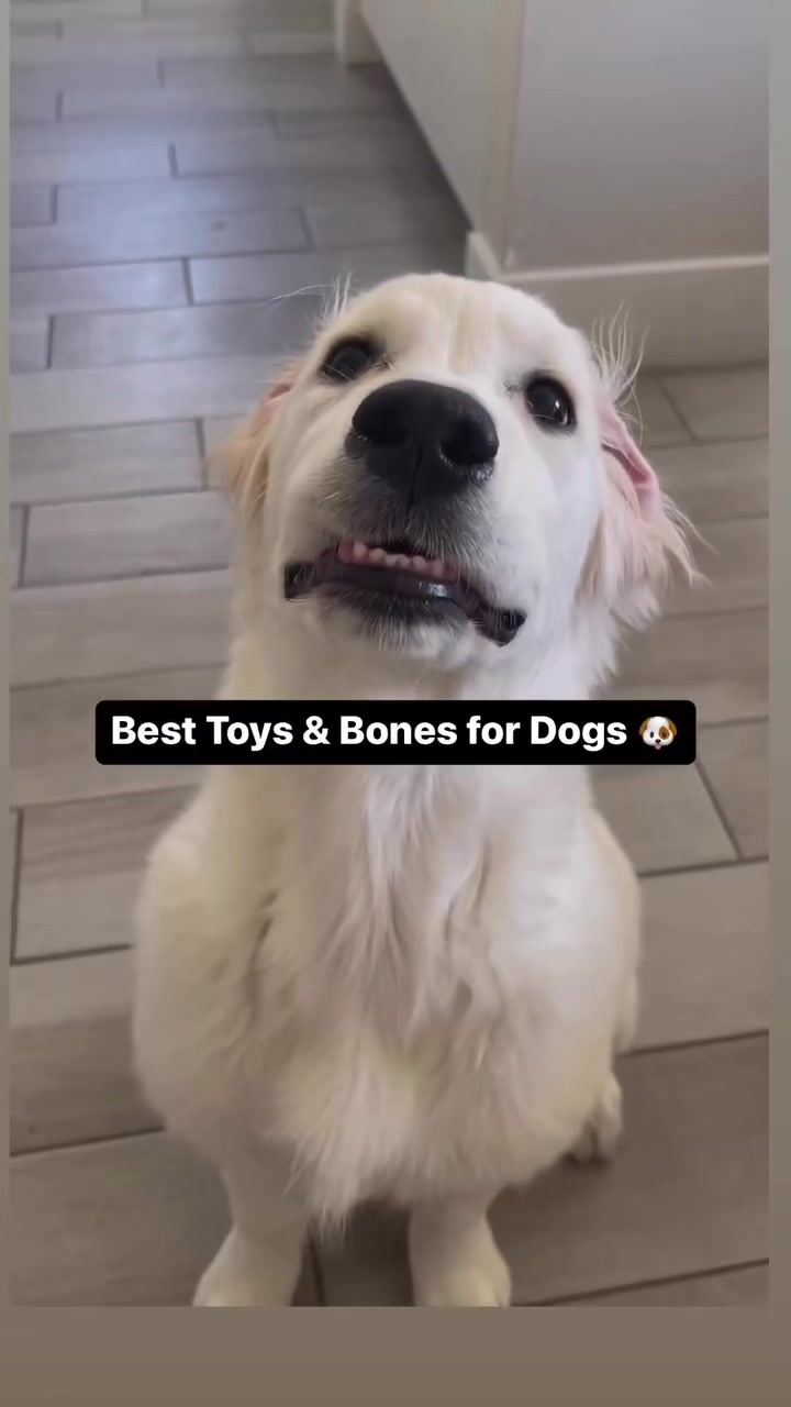 @PetFitness