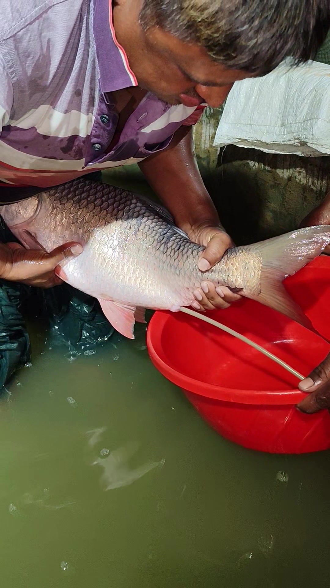 @Fish Lovers Bangladesh