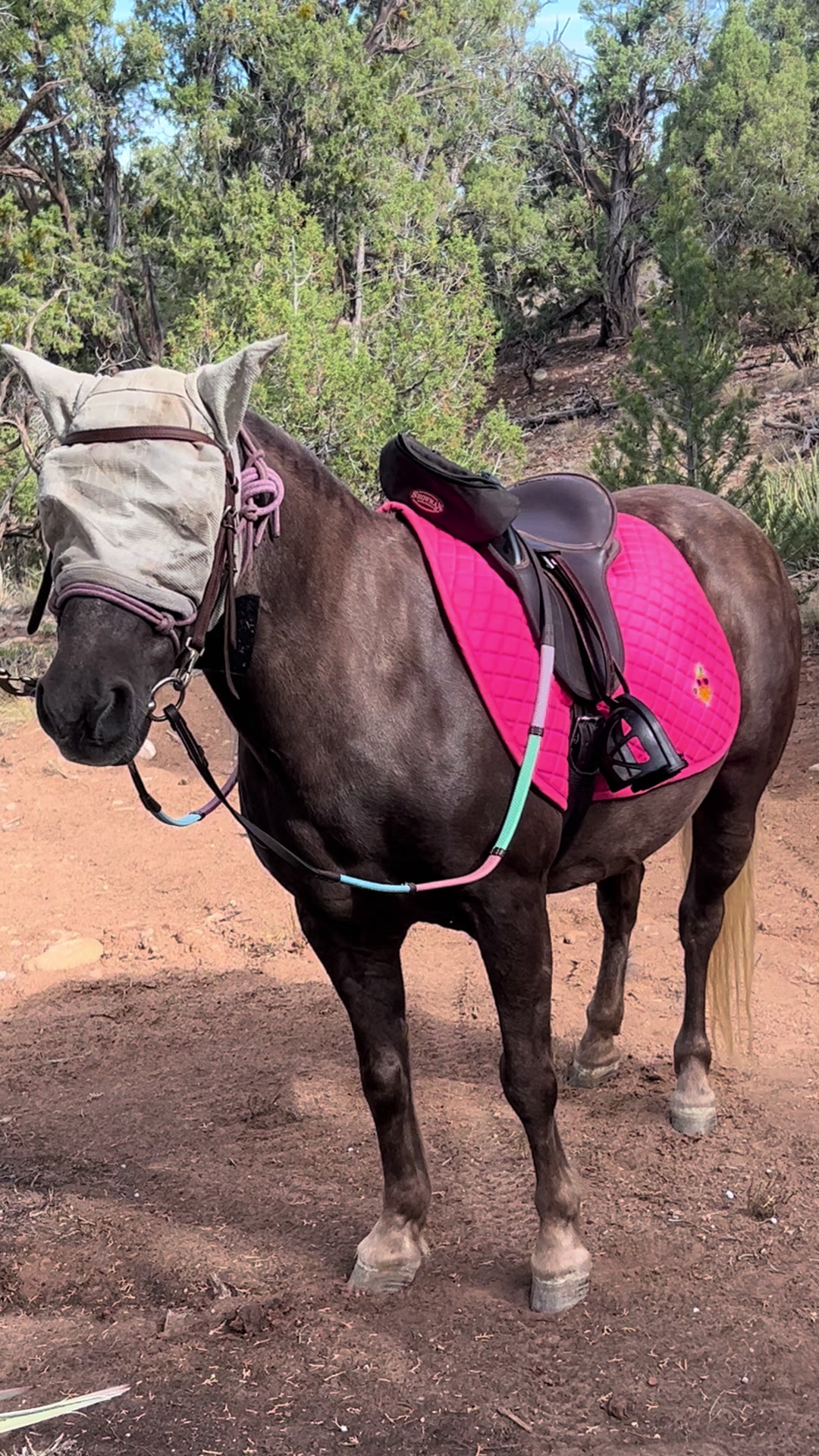 @Mindful Equine Ltd.