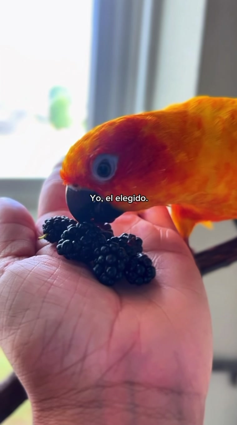 @Suncheepo🦜