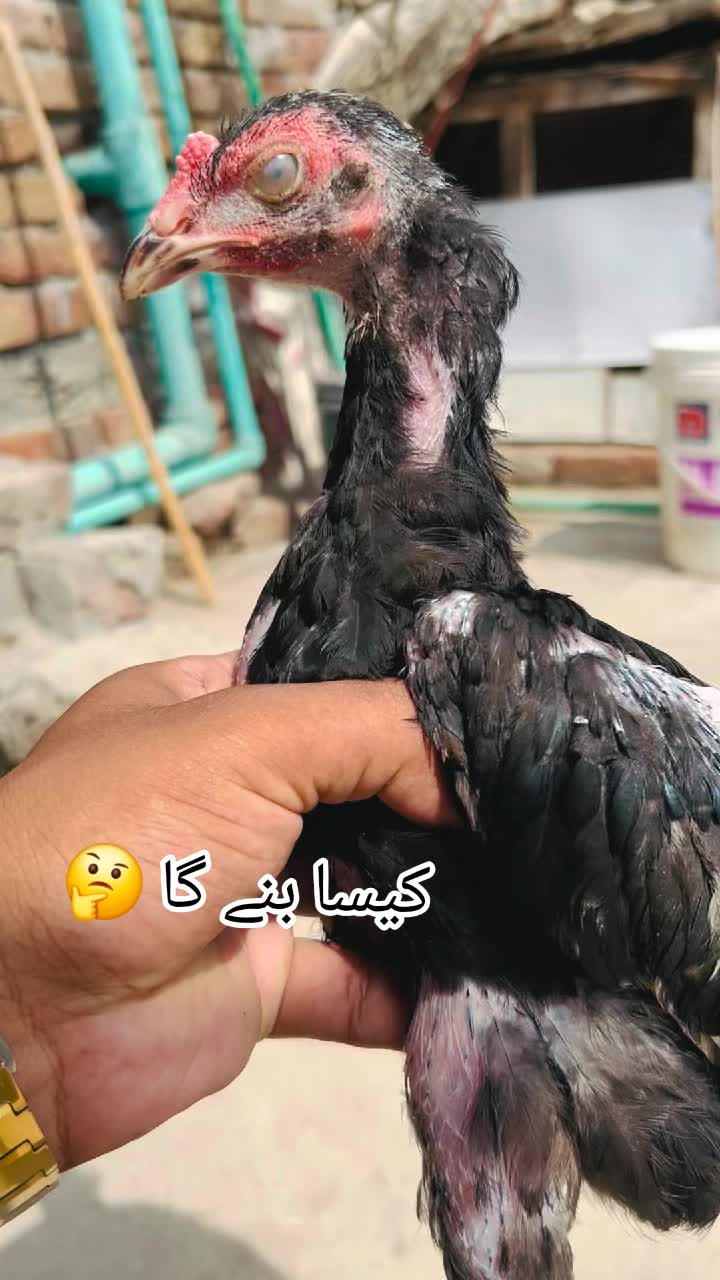 @شوق سرگودھا آ لے دا🔥🦅🐦&zwj;🔥😈