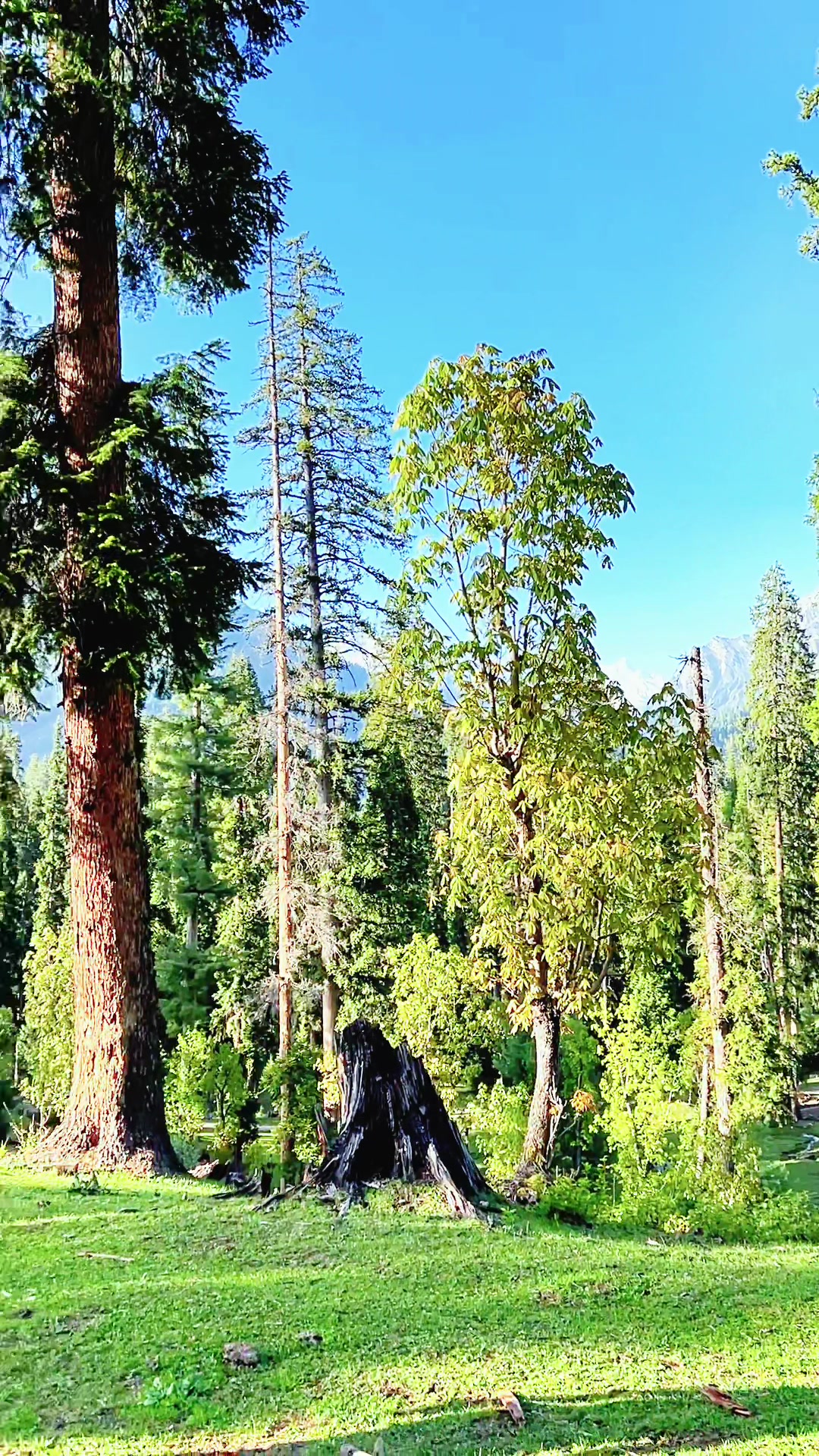 @⚜️چودھری نعمان رشید