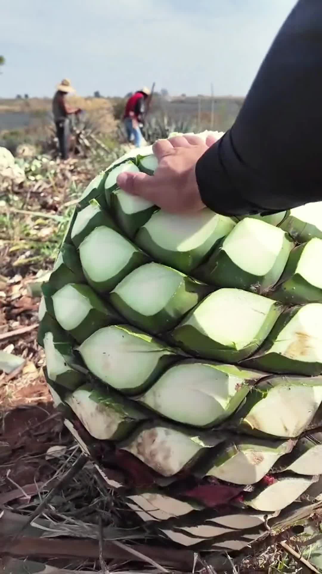@pusparaja78
