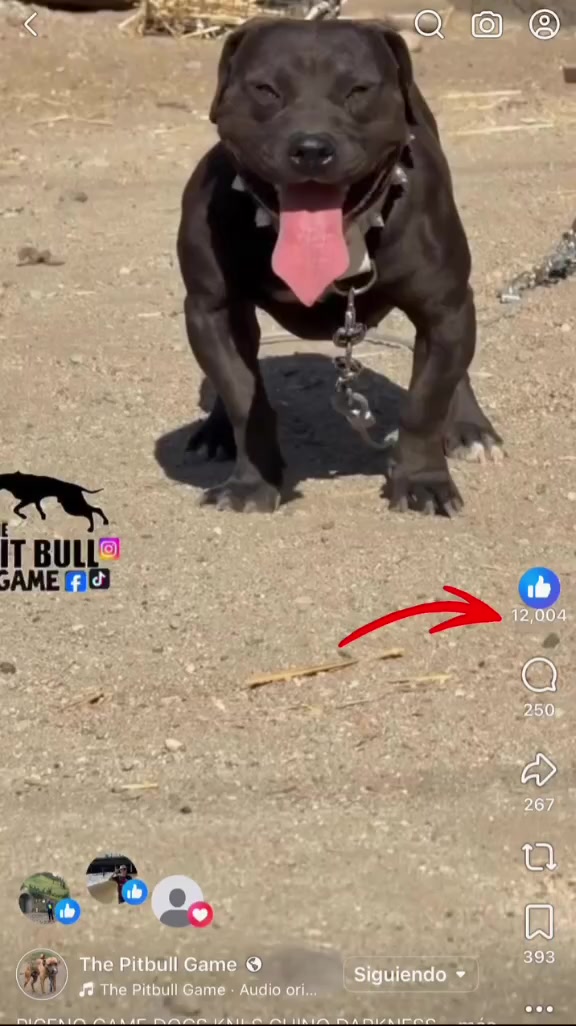 @PICENO GAME DOGS KNLS