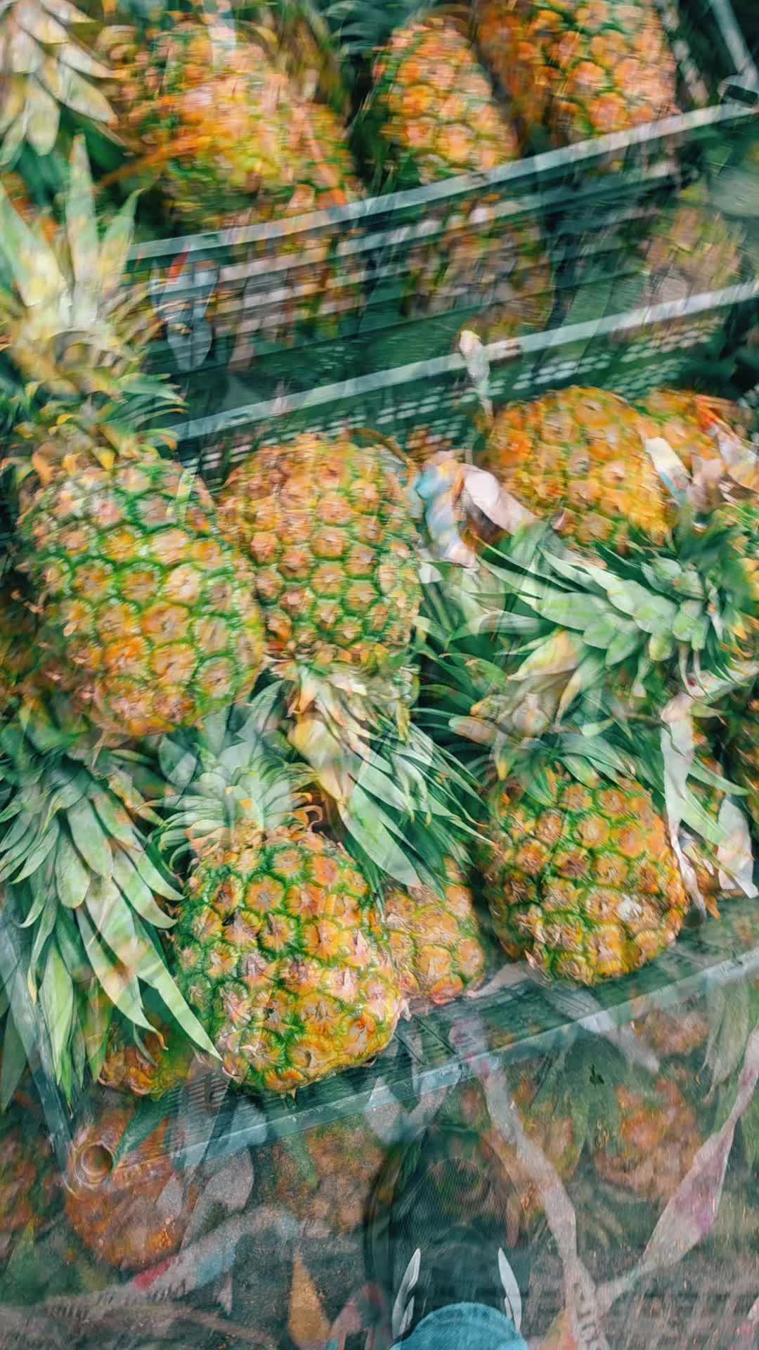 @Elgallocebollas🐓🧅🍍🍉