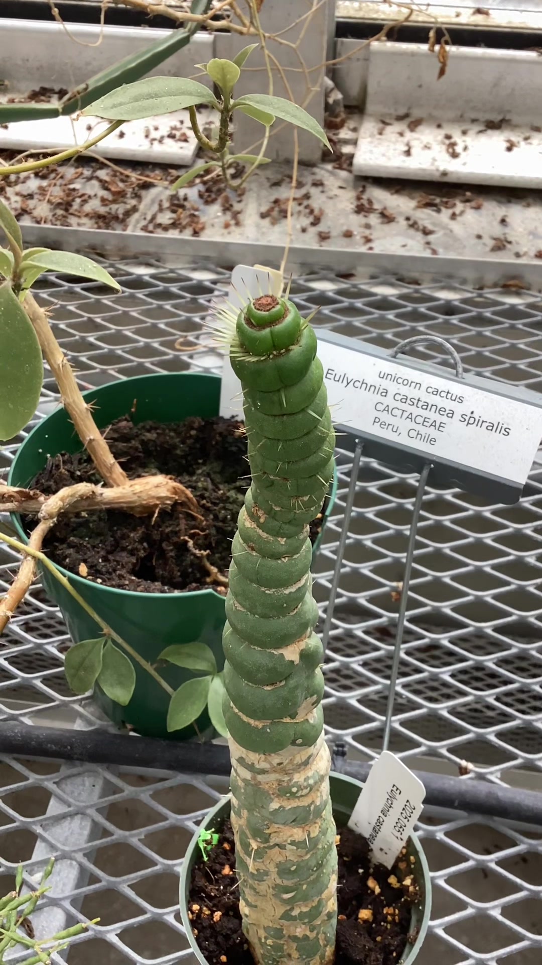 @bsu greenhouse