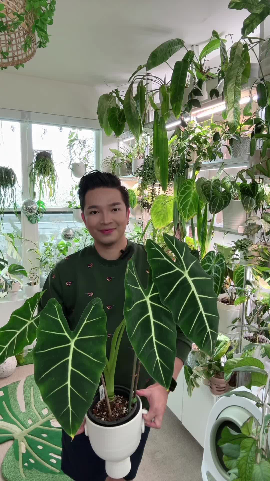 @Cyril&rsquo;s Plants | Cats | DIY 🌿