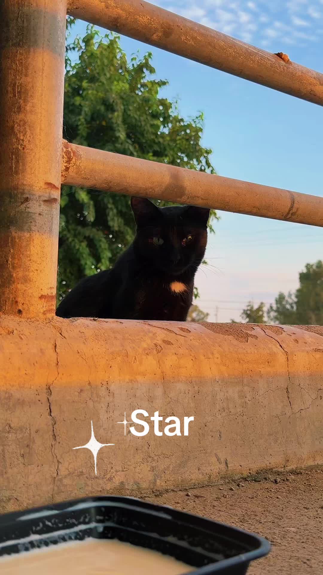 @Amri Gatitos