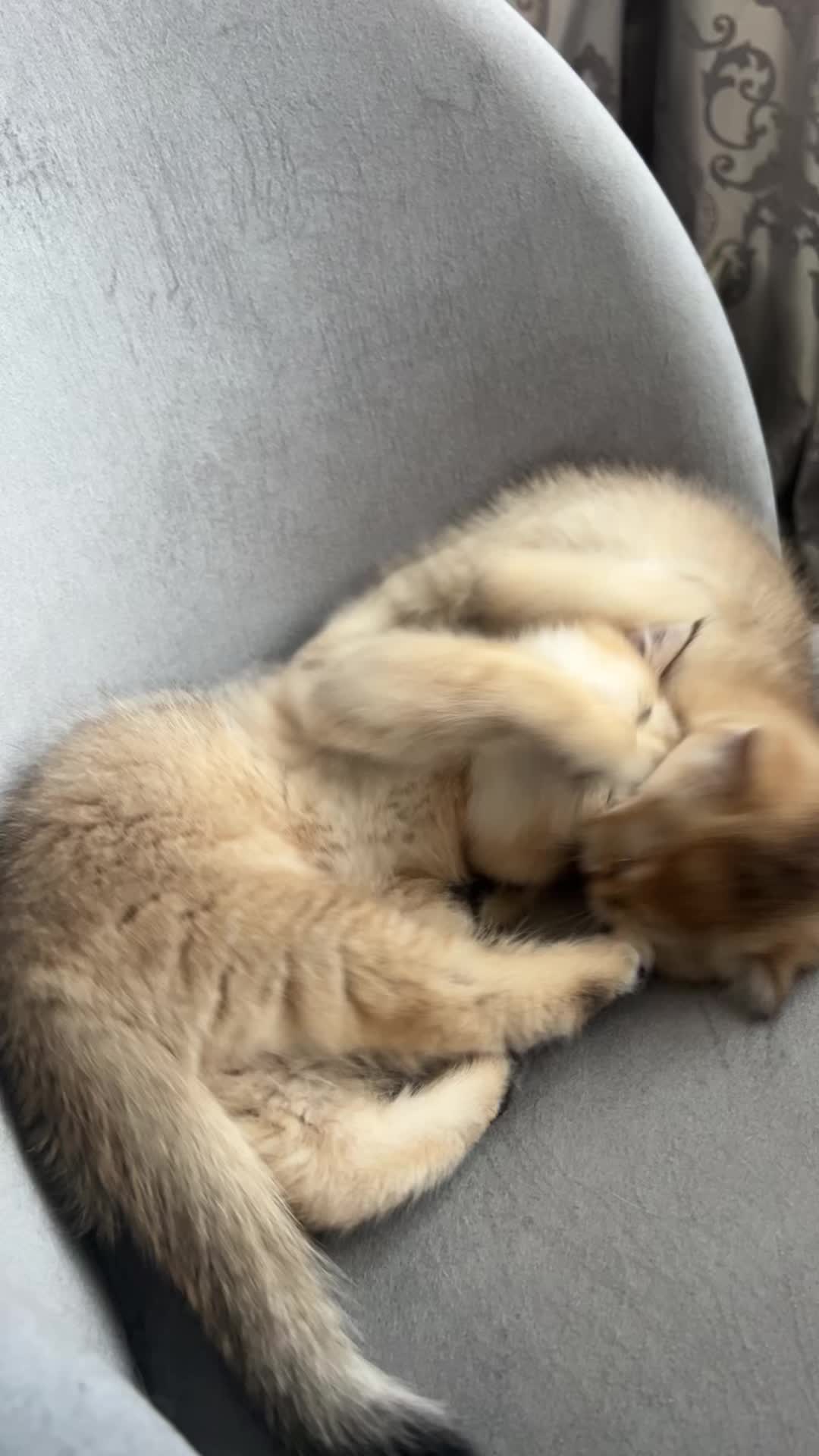 @🐈