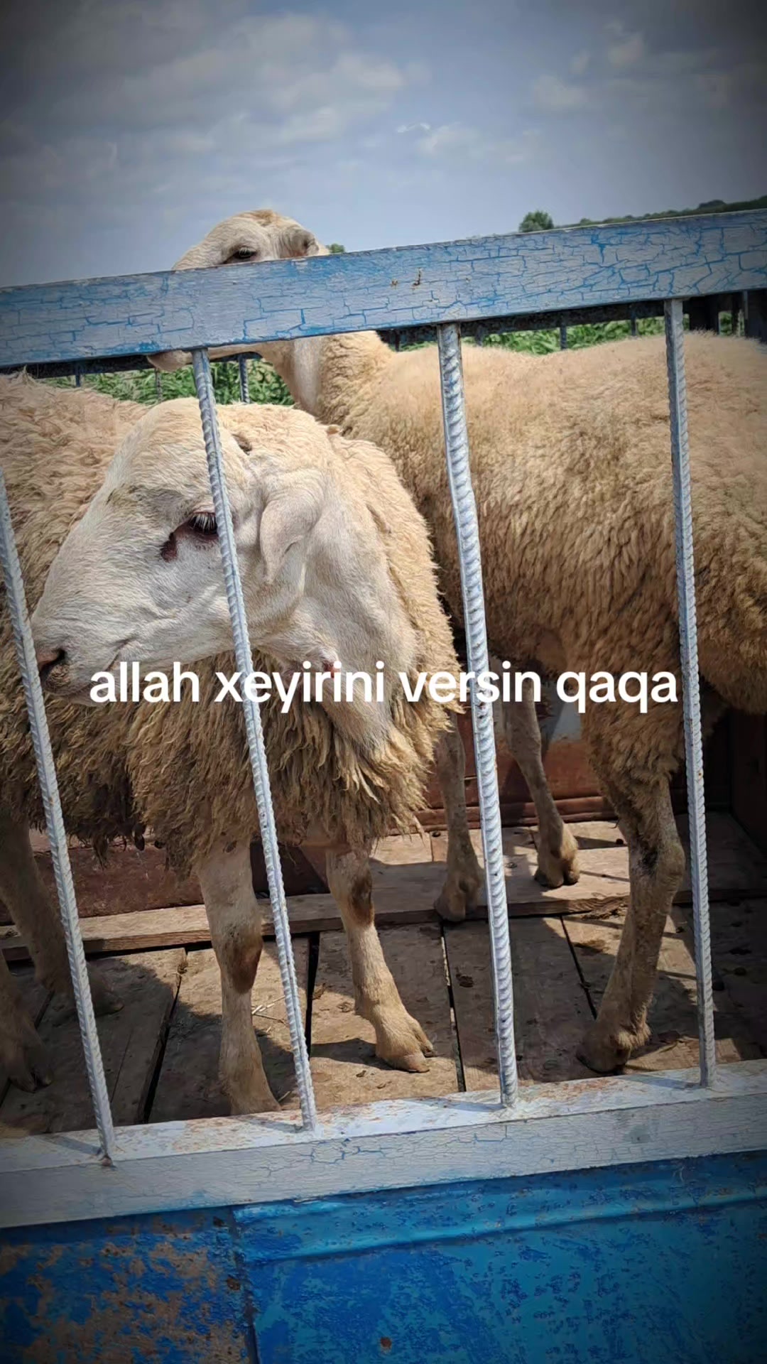 @Elgün02
