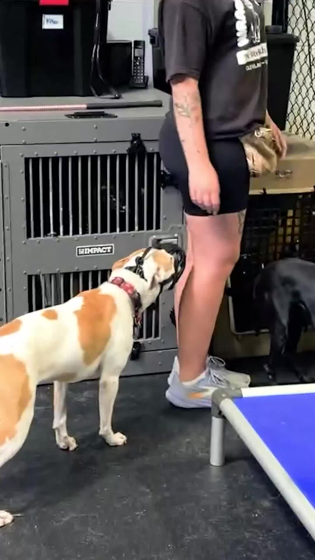 @Miracle K9 Training