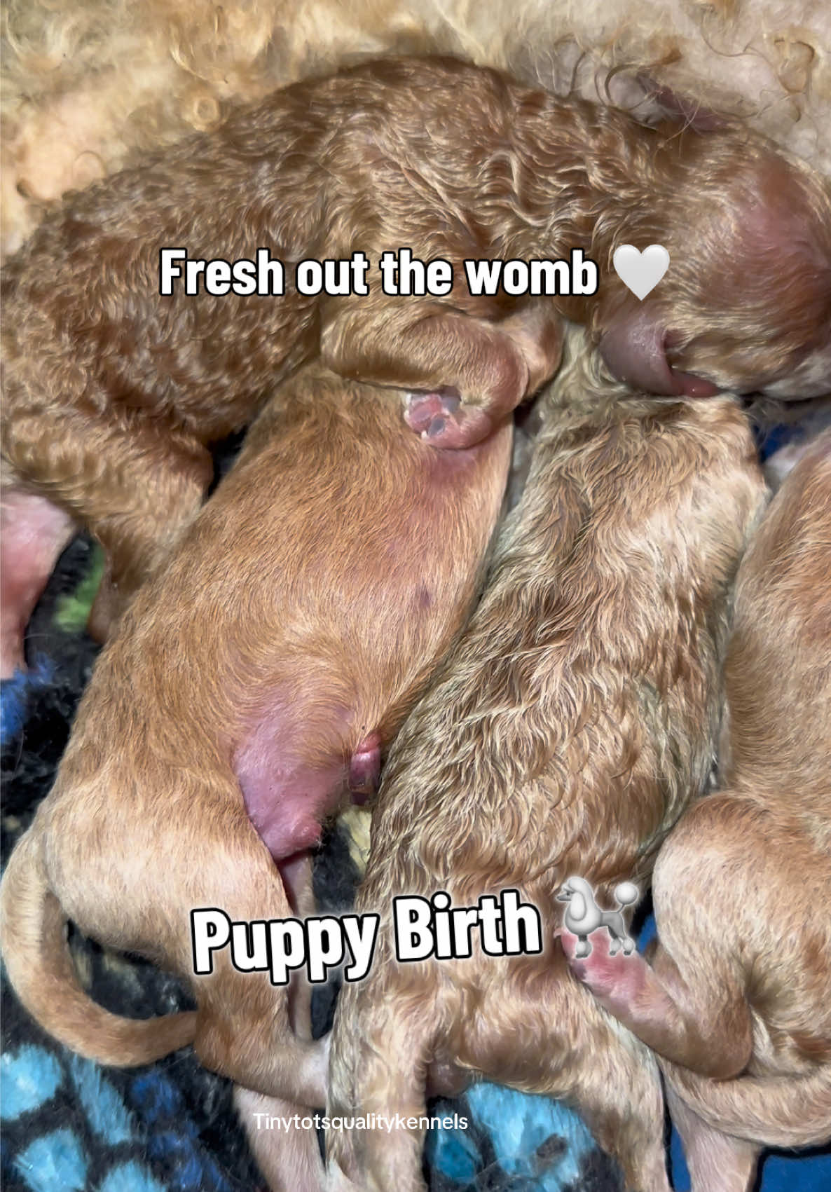@Dog Lady