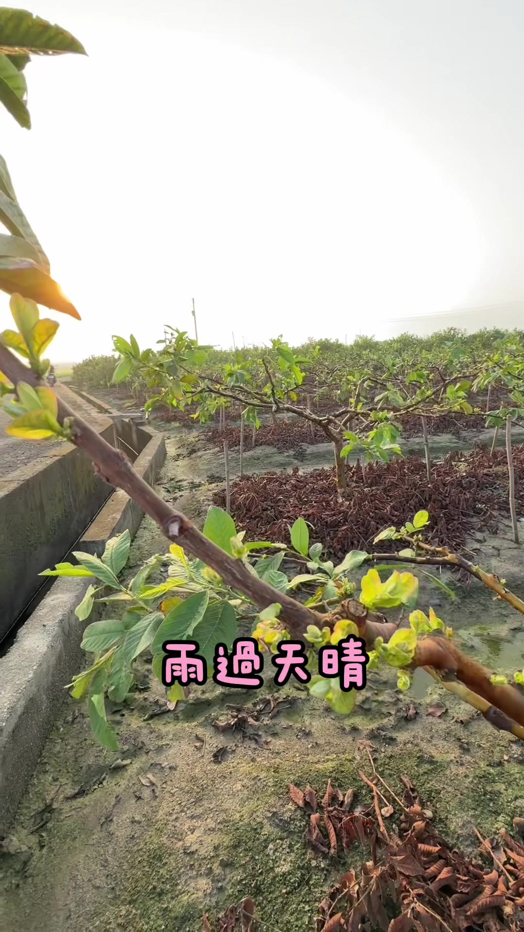 @滿幸福果園