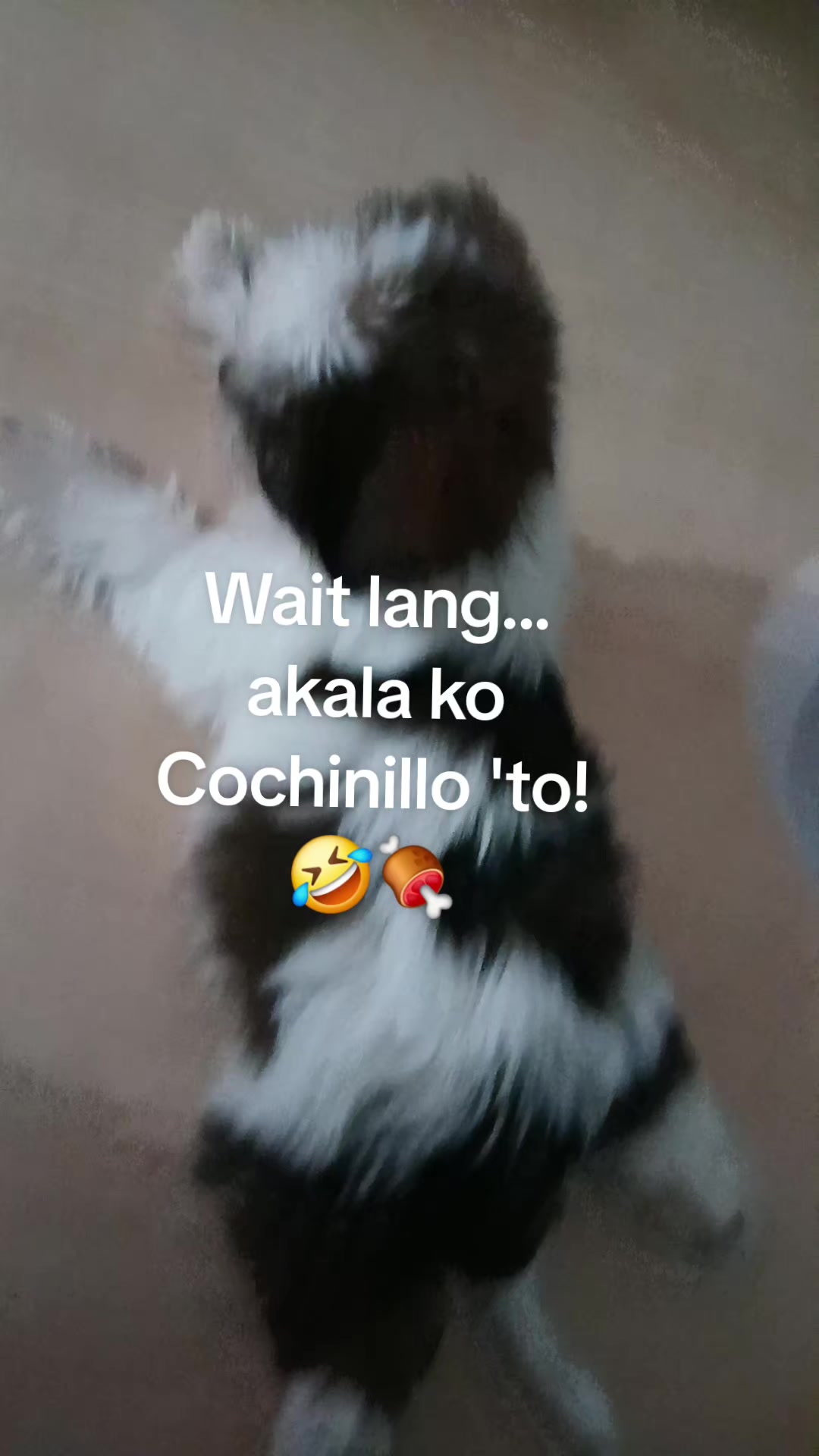 @renantepet