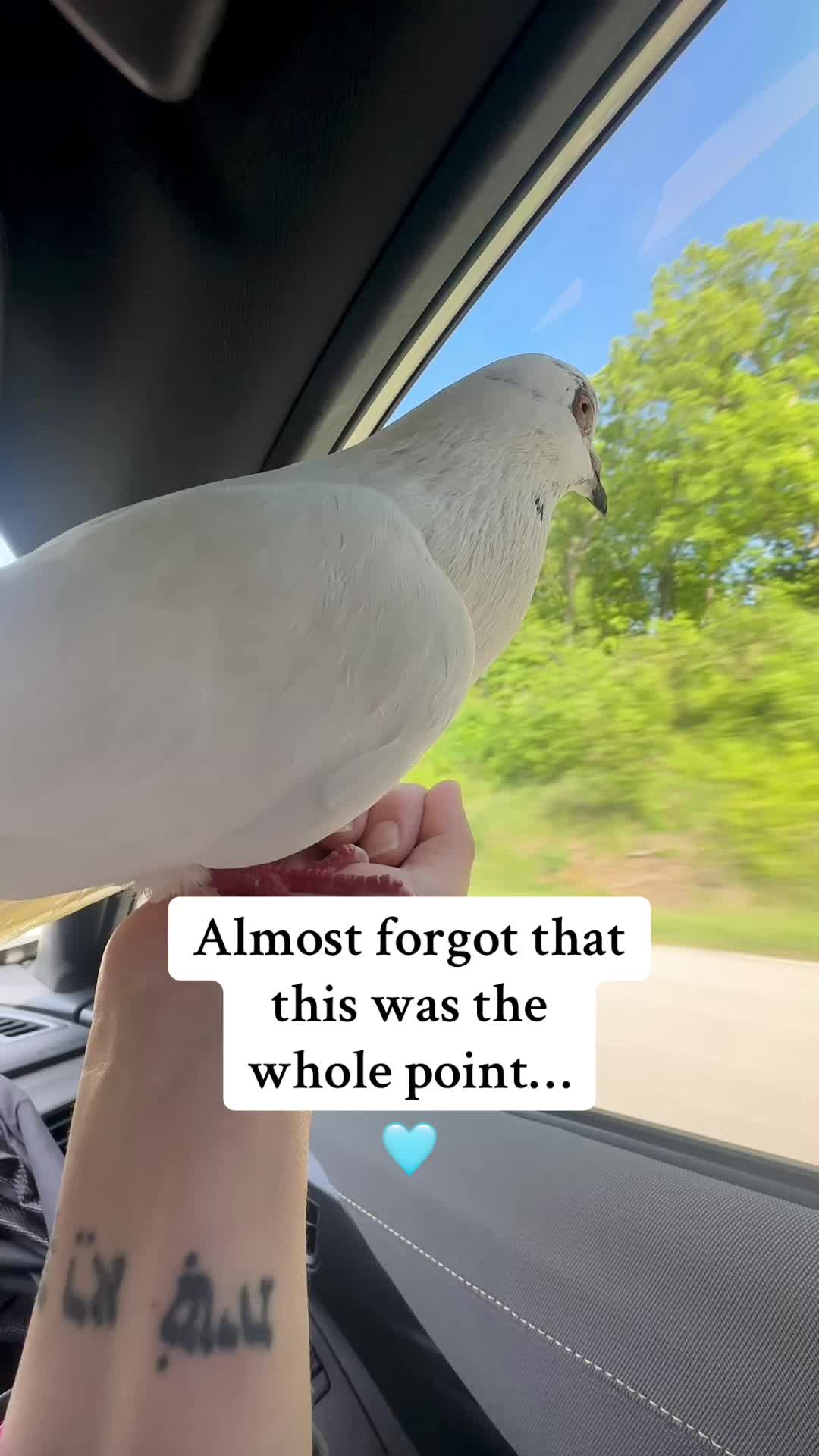 @Lindsay ⬅️ MO Pigeon Mama 🐦🔵