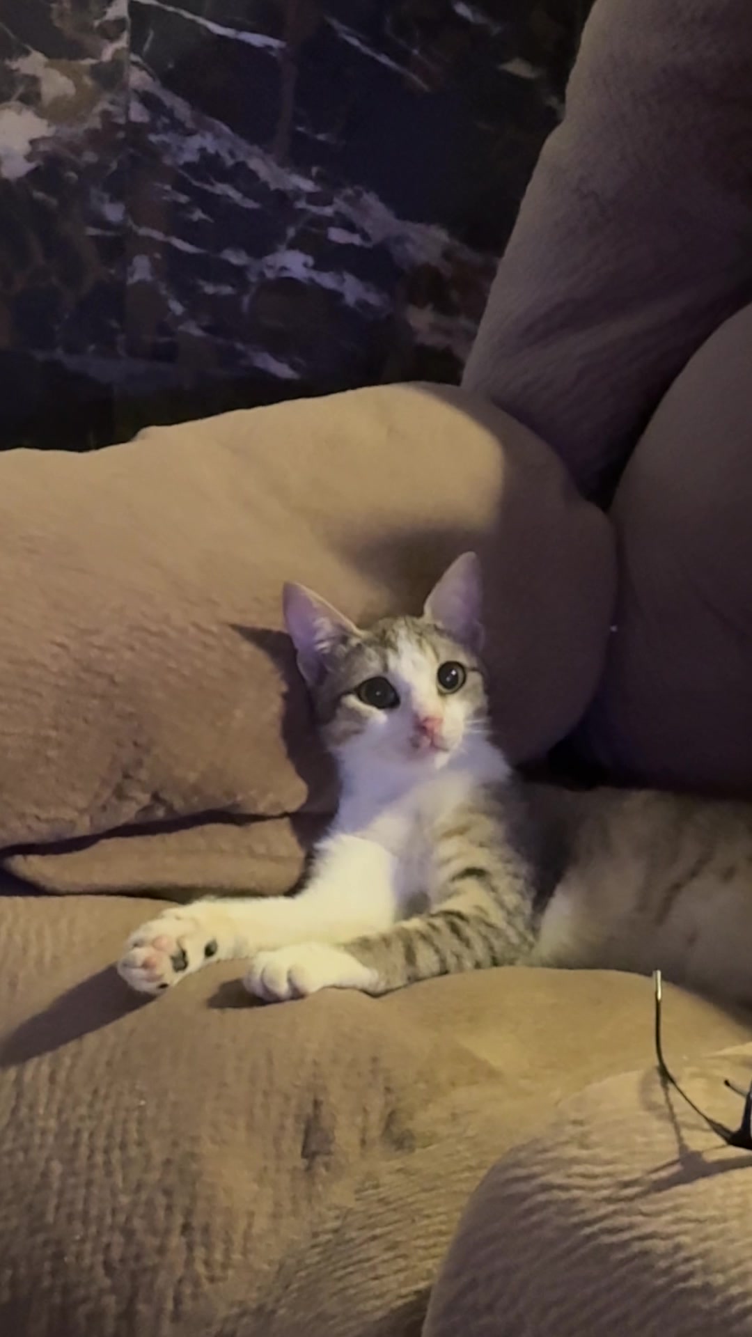 @Lots of cats