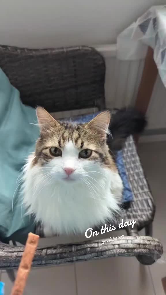 @Emma Amanda Milli (Pet hotel)