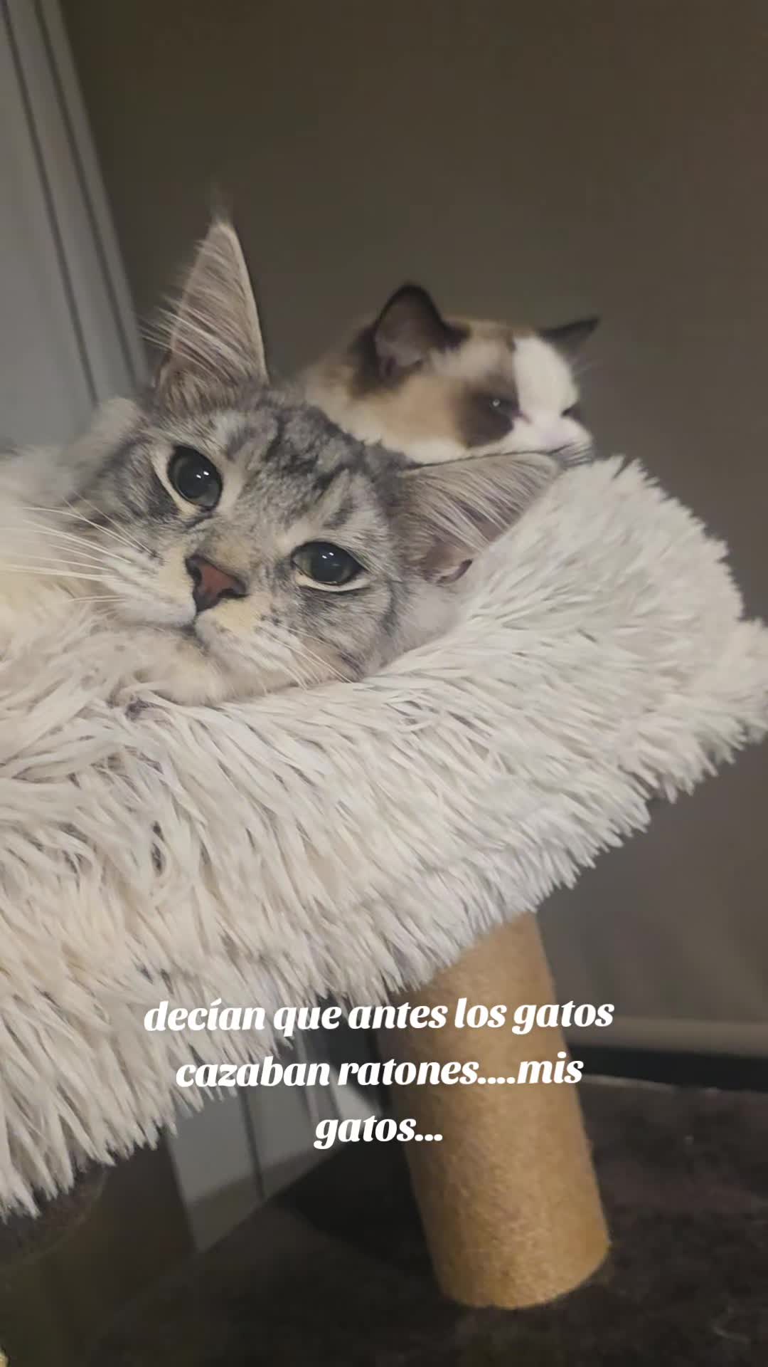 @somos Sidharta y el Papi