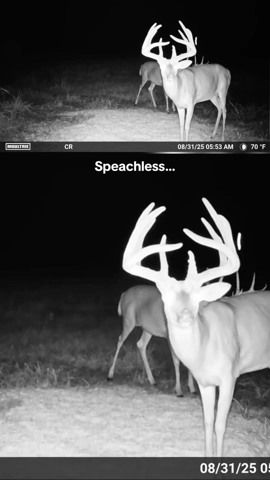@Moultrie