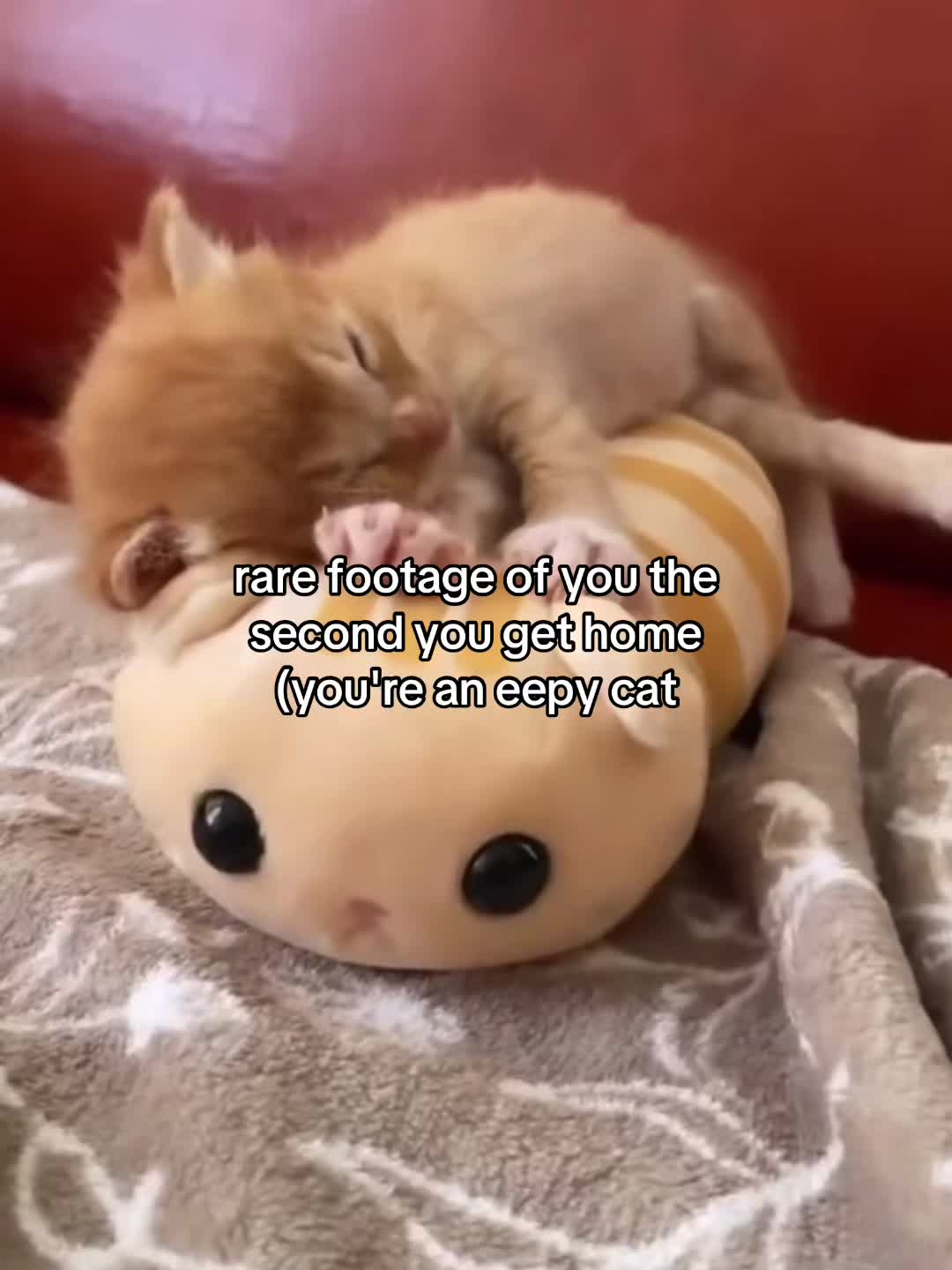 @Alice.cattok