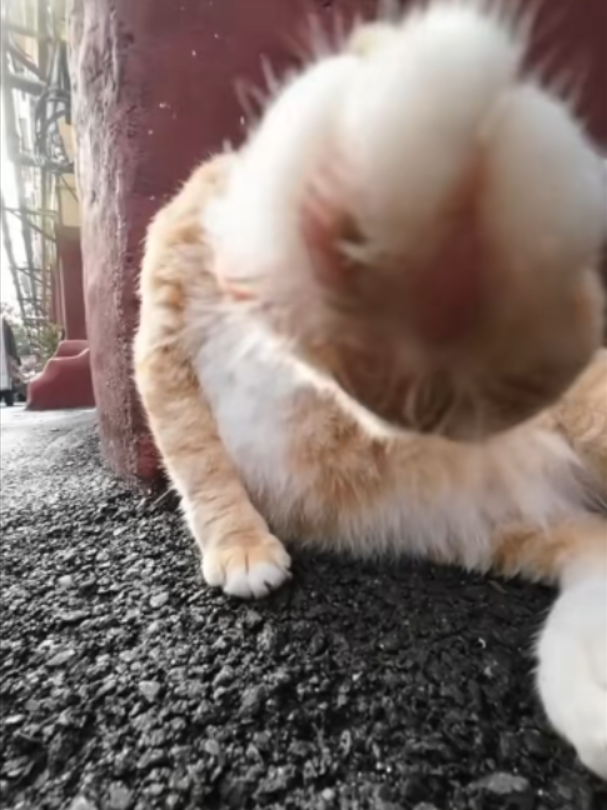 @Vitamin Meoww