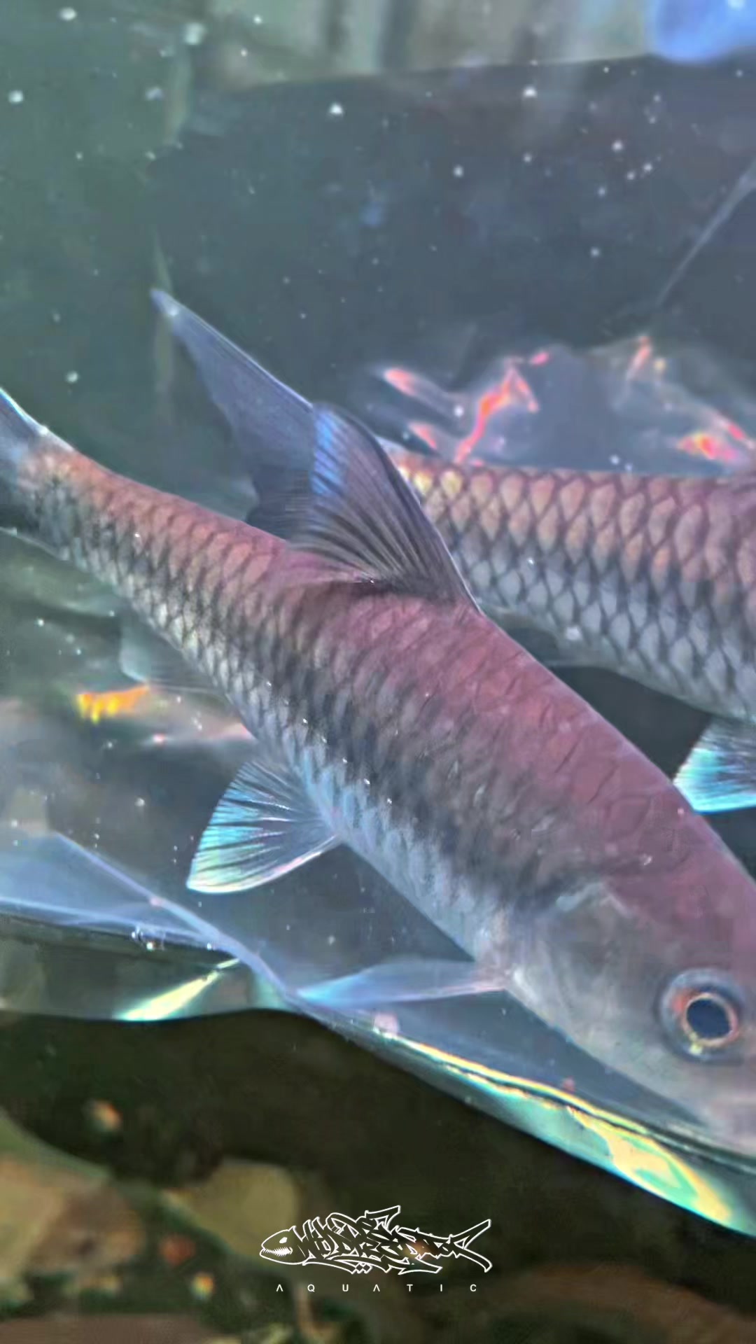 @Wild Predator Aquatic