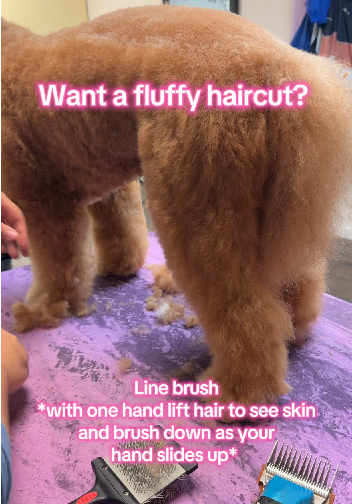 @DIRTY.PAWS.PETSALON